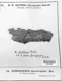 Hymenochaete sallei image